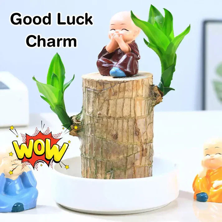 Urban™ Lucky Brazil Wood Potted Plant (Buy 1 Get 1 Free) – Urban Gadget